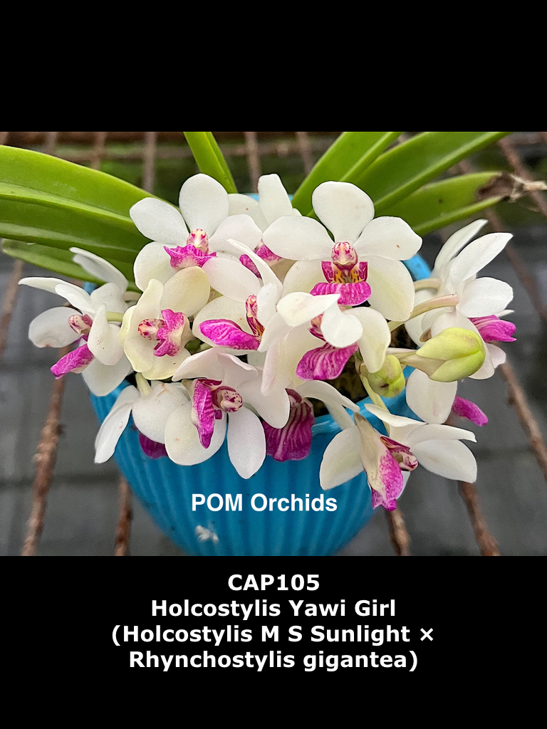 zumari Graines dorchidées Cattleya Papillon Multicolore Orchidée Bonsaï 200pcs
